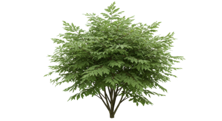 Lush green shrub with dense foliage isolated on white background in a tranquil garden