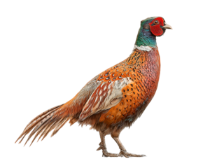 Standing pheasant with colorful plumage