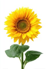 Close-up of a vibrant sunflower against a white background.  Its bright yellow petals surround a dark central disk.  Healthy green leaves are attached to a slender stem