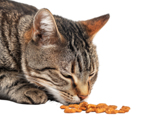 Tabby cat sniffing food pieces