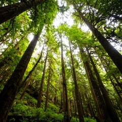 Forest Canopy View from Below, Lush Green