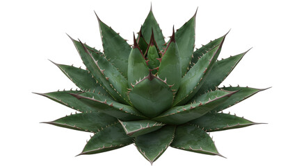 Fototapeta premium Close-up of a vibrant green succulent plant with sharp leaves isolated on white background