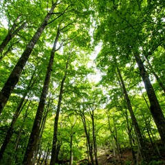 Obraz premium Forest Canopy, Upward View, Summer Day