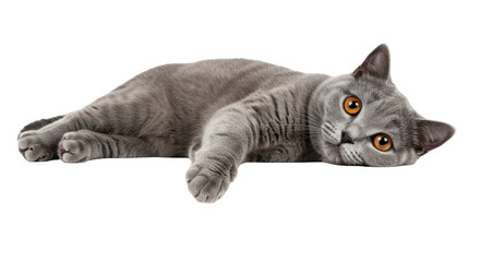 Relaxed gray cat lounging comfortably on a soft surface with a serene background isolated on white background