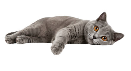 Relaxed gray cat lounging comfortably on a soft surface with a serene background isolated on white background