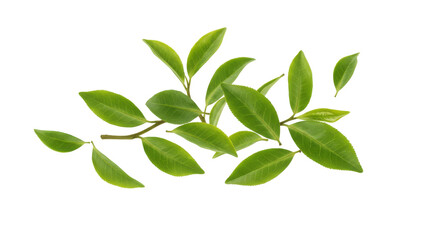 Fresh green leaves delicately arranged isolated on white background for botanical design