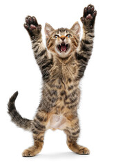 Obraz premium A playful kitten with its paws raised in the air, seemingly in a joyful or excited pose.