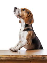 A beagle dog sitting on a wooden table with its front paws raised, looking up with its mouth open.