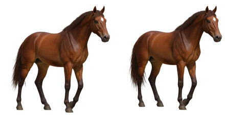 Fototapeta premium Two majestic brown horses standing gracefully in a lush green pasture under a clear sky isolated on white background