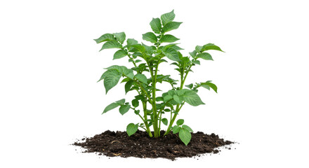 Healthy green plant growing in rich soil isolated on white background showcasing vibrant leaves and natural growth