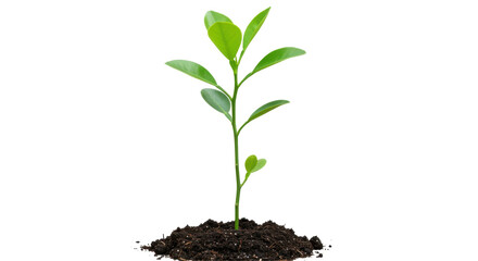 Fresh green plant sprouting from soil isolated on white background symbolizing growth renewal