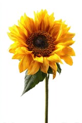 Bright yellow sunflower, vibrant petals, dark center, isolated on white