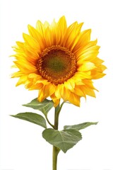 Obraz premium Vibrant sunflower against a white background