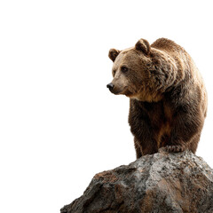 Brown bear cub isolated on transparent background