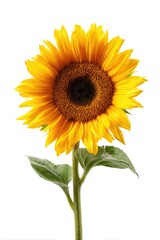 Obraz premium Single sunflower against white background (1)
