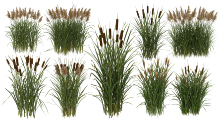 Lush green cattails growing in a serene wetland environment with clear skies isolated on white background