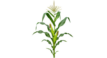 Lush corn plant with vibrant green leaves and golden tassels isolated on white background