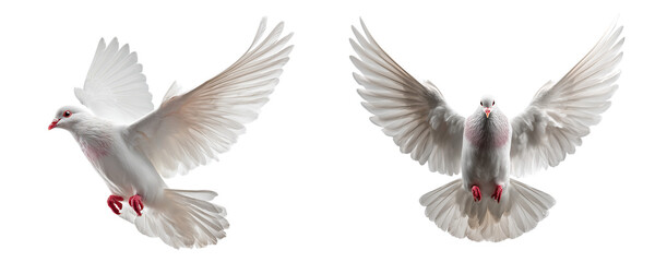Two doves with wings spread wide
