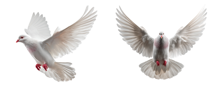 Two doves with wings spread wide