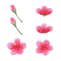 Peach Blossom Sakura Flowers and Buds Vector Illustration Set Hand drawn soft watercolor style