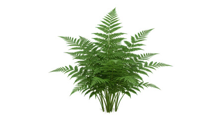Lush green fern plant thriving isolated on white background showcasing vibrant foliage and texture