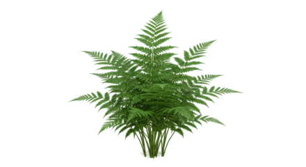Lush green fern plant thriving isolated on white background showcasing vibrant foliage and texture
