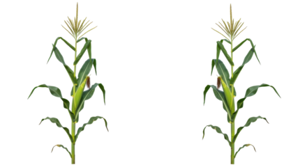 Twin corn plants growing in a bright green field with clear blue sky background