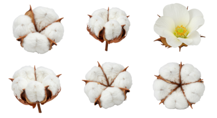 Close-up of cotton bolls and a flower isolated on white background showcasing natural beauty and agricultural detail