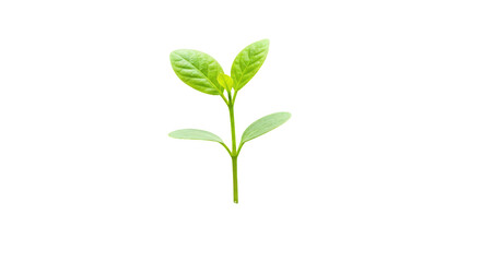 Fototapeta premium Fresh green plant sprouting from soil isolated on white background symbolizing growth and resilience