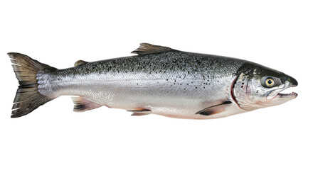 Fototapeta premium Freshly caught salmon fish isolated on white background showcasing vibrant colors