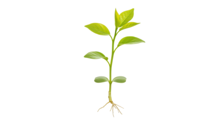 Young green plant with roots growing isolated on white background symbol of new life