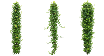 Lush green hanging vines isolated on white background