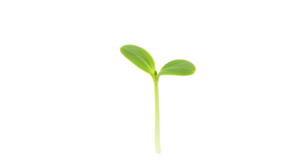 Fresh green seedling isolated on white background emerging from soil with a blurred background of nature