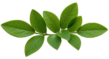 Fototapeta premium Fresh green leaves arranged artistically isolated on white background showcasing natural beauty and tranquility