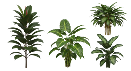 Collection of various indoor plants showcasing vibrant foliage and textures isolated on white background