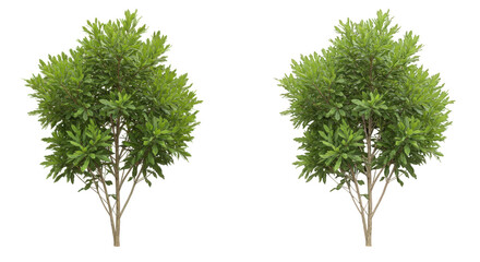 Fototapeta premium Two lush green trees positioned side by side in a serene outdoor environment isolated on white background