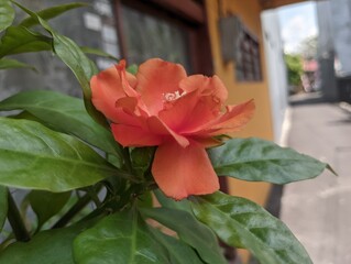 a live orange flower is in the neighbor's pot
