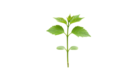 Fresh green plant with vibrant leaves isolated on white background ideal for nature themes