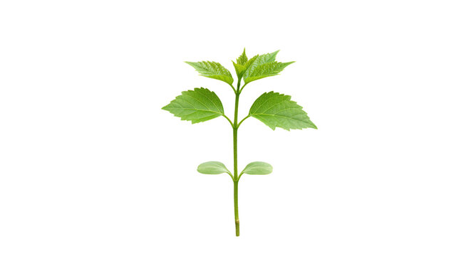 Fototapeta Fresh green plant with vibrant leaves isolated on white background ideal for nature themes