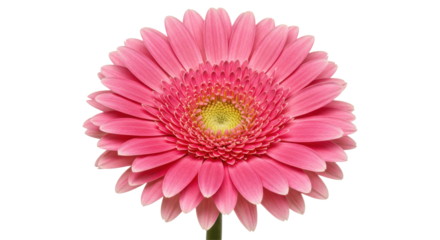Vibrant pink gerbera daisy isolated on white background blooming against a soft focus green background