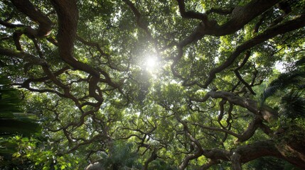 Fototapeta premium Tree Canopy with Branches and Sunlight