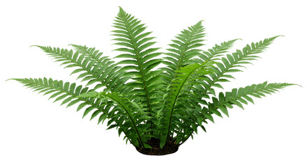 Fototapeta premium Lush green fern plant thriving isolated on white background showcasing vibrant foliage and texture