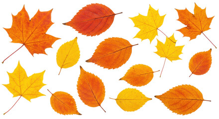 Colorful autumn leaves scattered isolated on white background ideal for seasonal designs