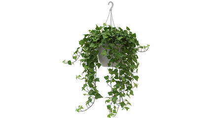 Fototapeta premium Lush green hanging ivy plant in a modern pot isolated on white background