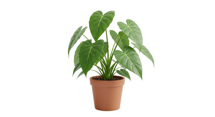 Indoor potted plant with lush green leaves isolated on white background showcasing vibrant foliage