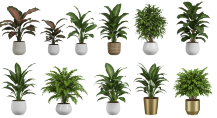 Vibrant collection of indoor potted plants arranged isolated on white background showcasing greenery