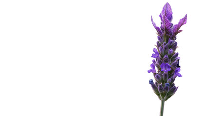 Obraz premium Close up of a vibrant lavender flower isolated on white background showcasing nature beauty