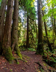Fototapeta premium Forest path between moss-covered trees, dappled sunlight