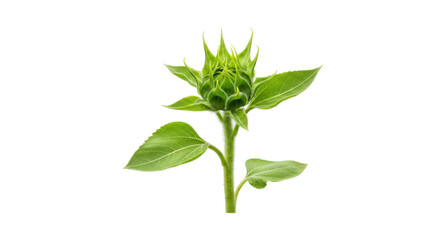 Fototapeta premium Green sunflower bud close up isolated on white background natural growth foliage symbol