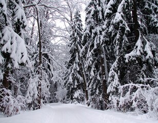 Snowy forest path